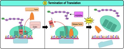 Termination of Translation (alternate view)