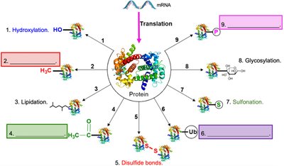 Post-Translational Modifications
