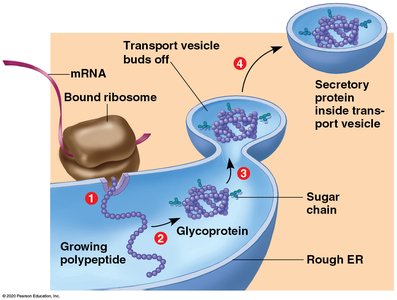 Lysosome function in autophagy of damaged mitochondria
