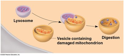 Endosymbiotic theory for the origin of mitochondria and chloroplasts