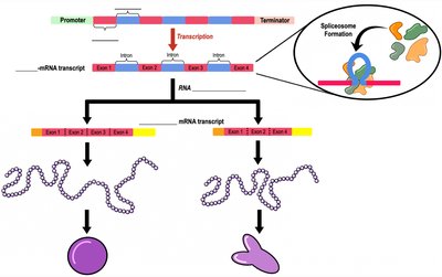 RNA splicing and alternative splicing