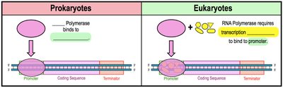 Initiation of transcription: prokaryotes vs. eukaryotes
