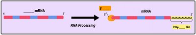 RNA processing: 5' cap and poly-A tail