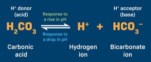 Carbonic acid-bicarbonate buffer system