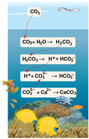 Diagram of ocean acidification and its impact on marine calcification