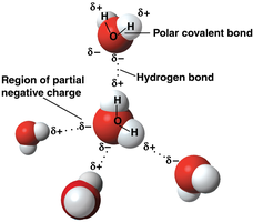 Diagram of water molecule showing polar covalent bonds and hydrogen bonds
