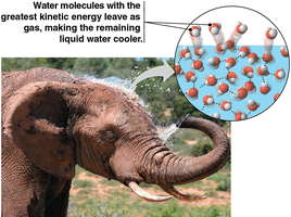 Evaporative cooling in an elephant
