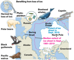 Arctic map showing effects of ice loss on wildlife