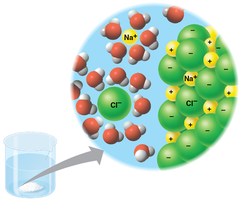 Dissolving NaCl in water, showing hydration shells