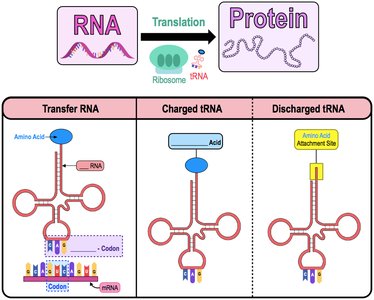 Translation: tRNA and ribosome