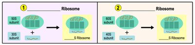 Ribosome subunits and tRNA binding sites