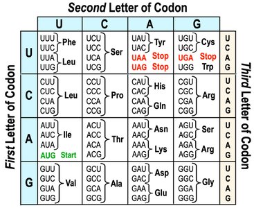 Types of mutations