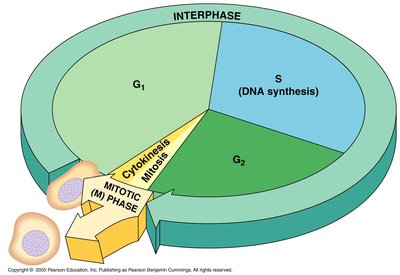 Diagram of the eukaryotic cell cycle