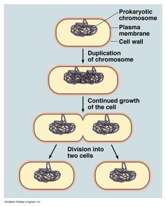 Binary fission in prokaryotes
