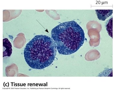 Cell division for tissue renewal