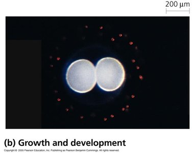 Cell division for growth and development