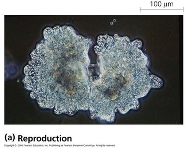 Cell division for reproduction