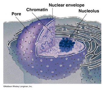 Diagram of chromatin in the nucleus