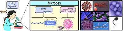 Diagram showing the distinction between living organisms and living infectious agents (microbes)