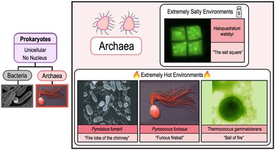Examples of archaea and their environments