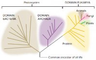 Phylogenetic tree showing the three domains of life