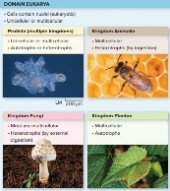 Overview of Eukaryotic Kingdoms