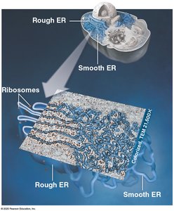 Rough and smooth ER structure