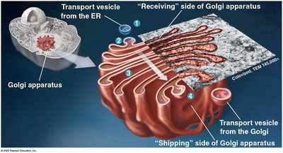 Golgi apparatus structure and function