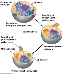 Endosymbiotic theory diagram