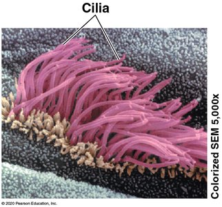 Human sperm cell with flagellum