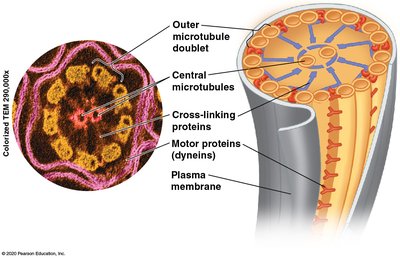 Cross-section of cilium/flagellum showing microtubule arrangement