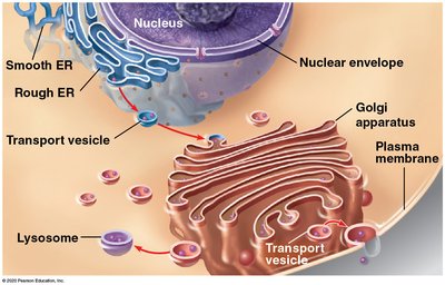 Endomembrane system overview