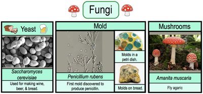 Images of fungi: yeast, mold, and mushrooms