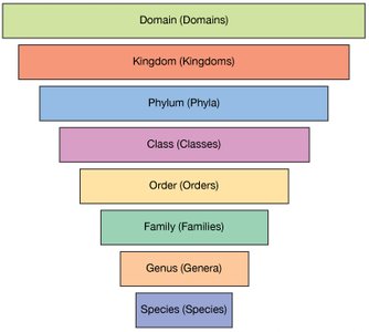 Diagram of taxonomic hierarchy from domain to species