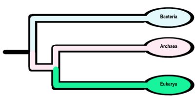 Simplified evolutionary tree of Bacteria, Archaea, and Eukarya