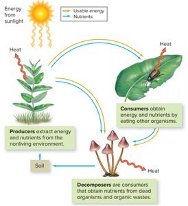 Diagram showing energy flow from sunlight to producers, consumers, and decomposers