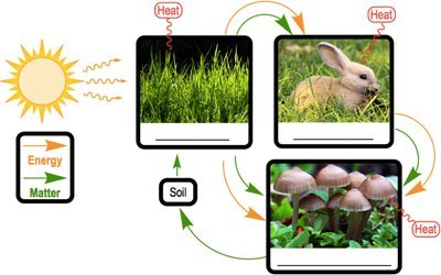 Energy and matter flow in an ecosystem: sun, grass, rabbit, mushrooms