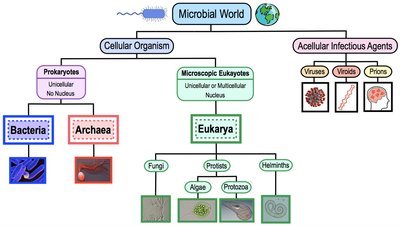 Diagram of the microbial world: cellular organisms and acellular infectious agents
