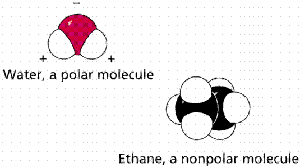 Water as a polar molecule and ethane as a nonpolar molecule