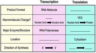 Transcription vs. Translation Table