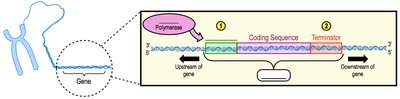 Gene structure: promoter, coding sequence, terminator