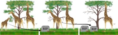 Natural selection in giraffes