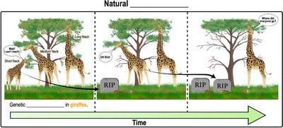 Natural selection over time in giraffes
