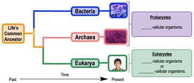 Three domains of life