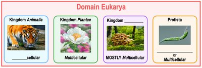 Energy flow in ecosystems