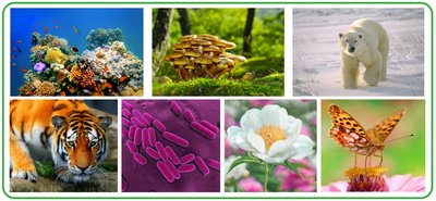 Diversity of life: examples of different organisms