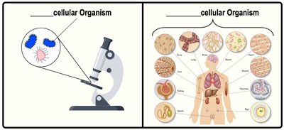 Comparison of unicellular and multicellular organisms