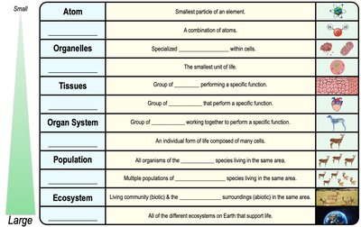 Table of biological organization levels