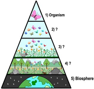 Pyramid of life's organizational hierarchy