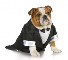 Bulldog in a tuxedo